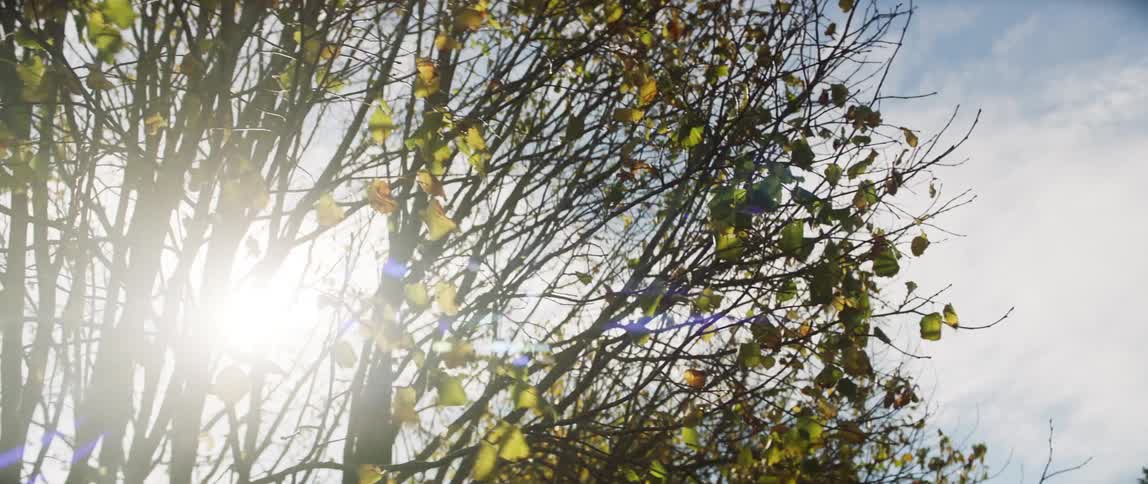 Leaves on a tree blowing in the breeze as the sun shines down