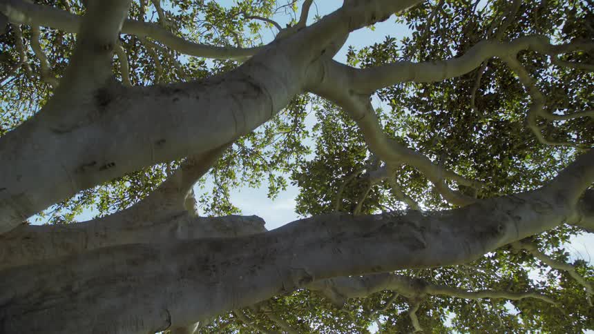 A tree with branches and leaves with the sun and the sky in the background