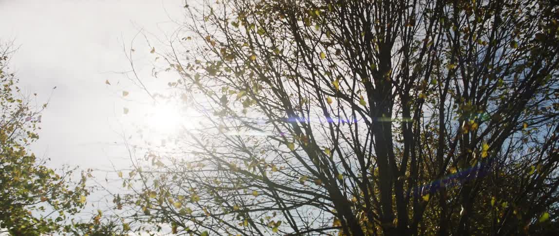 Sunlight shining through the branches of a tree as they sway in the wind