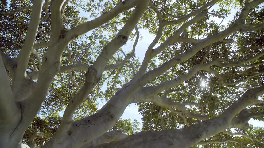 A tree with branches and leaves with the sky and the sun in the background