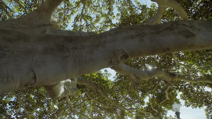 The sun shines through the leaves of a tree