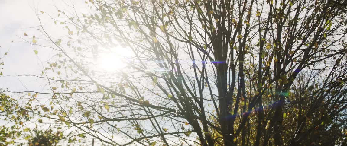 The wind blows through leaves on a tree outdoors
