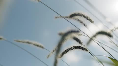 Foxtail weeds move in the wind outdoors