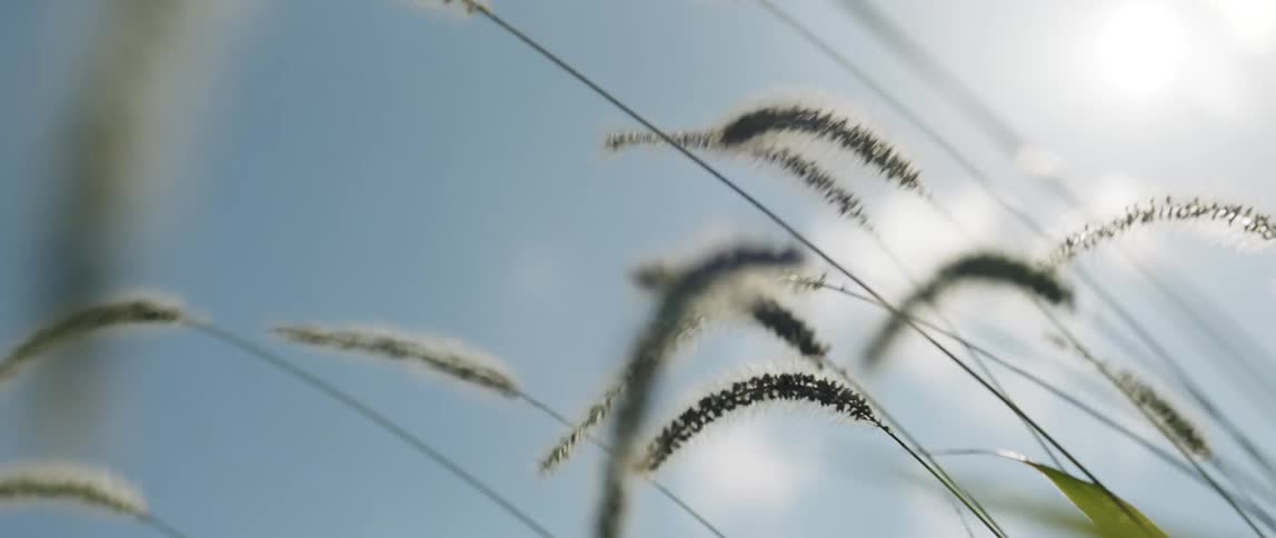 Foxtail weeds move in the wind outdoors