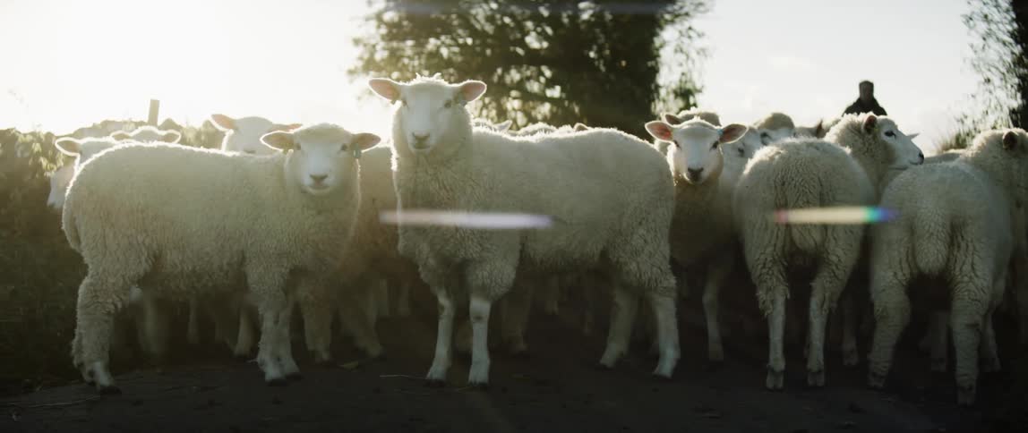 Sheep packed into and graze on a field as farmers walk around behind them