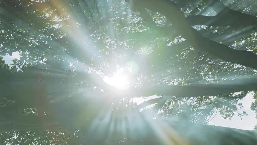 The sun flares and shoots beams of light through a forest canopy