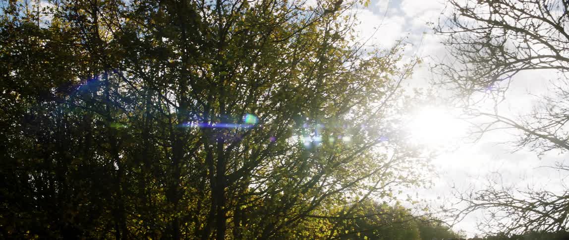 Sunlight filters through the trees creating lens flares