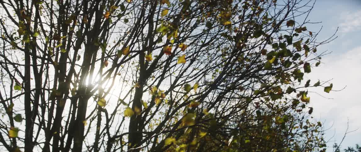Leaves on a tree blowing in the breeze