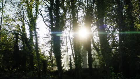 The sun shining through the foliage of a forest