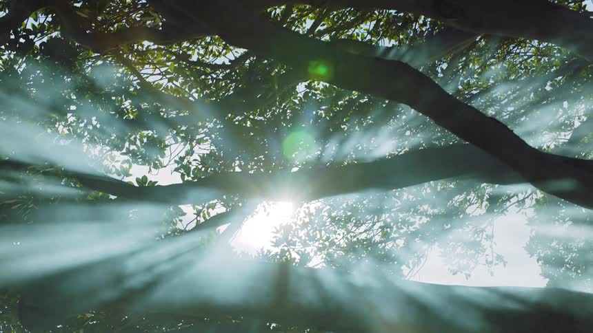A tree with branches and leaves with the sky and the sun up above