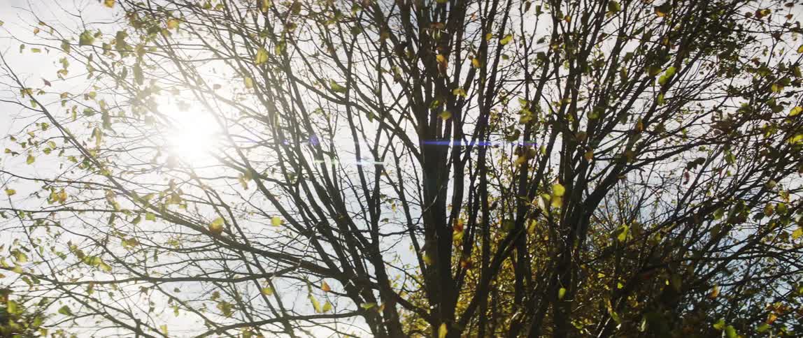 Sunlight filters through the branches of a tree moved by the wind