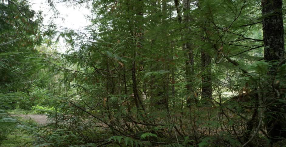 A white male walks along a path through a forest