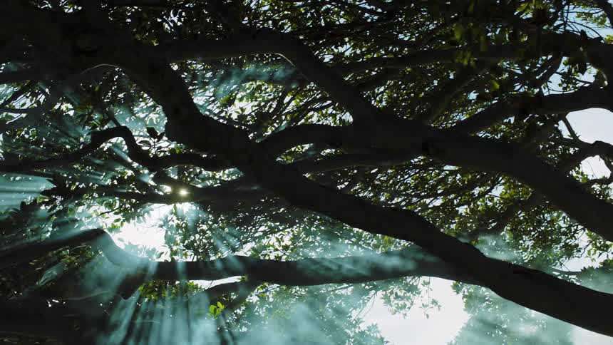 The fog is rolling over the branches of the tree