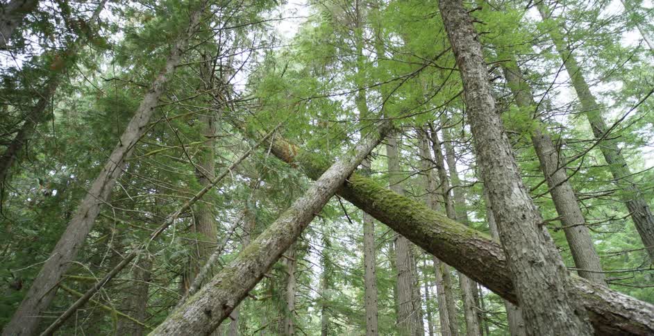 A forest with a few trees falling down