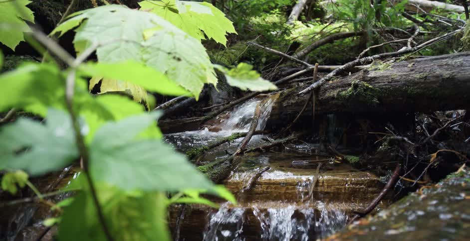 Water gently flowing into a small stream in the wilderness
