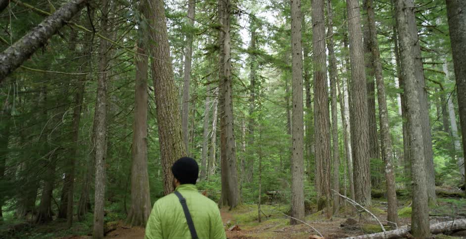 A photographer walks through a forest