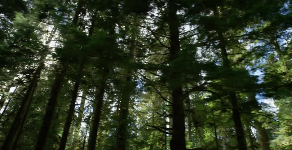 Sunlight peaks through the top of tall trees in a forest