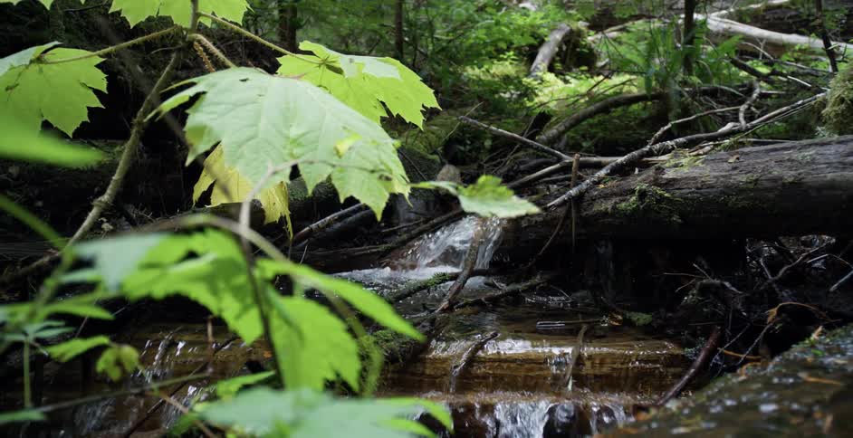 Small creek flowing through the branches of fallen trees on a forest