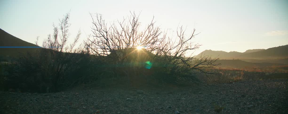 The sun setting over a field and shining through the branches on a tree