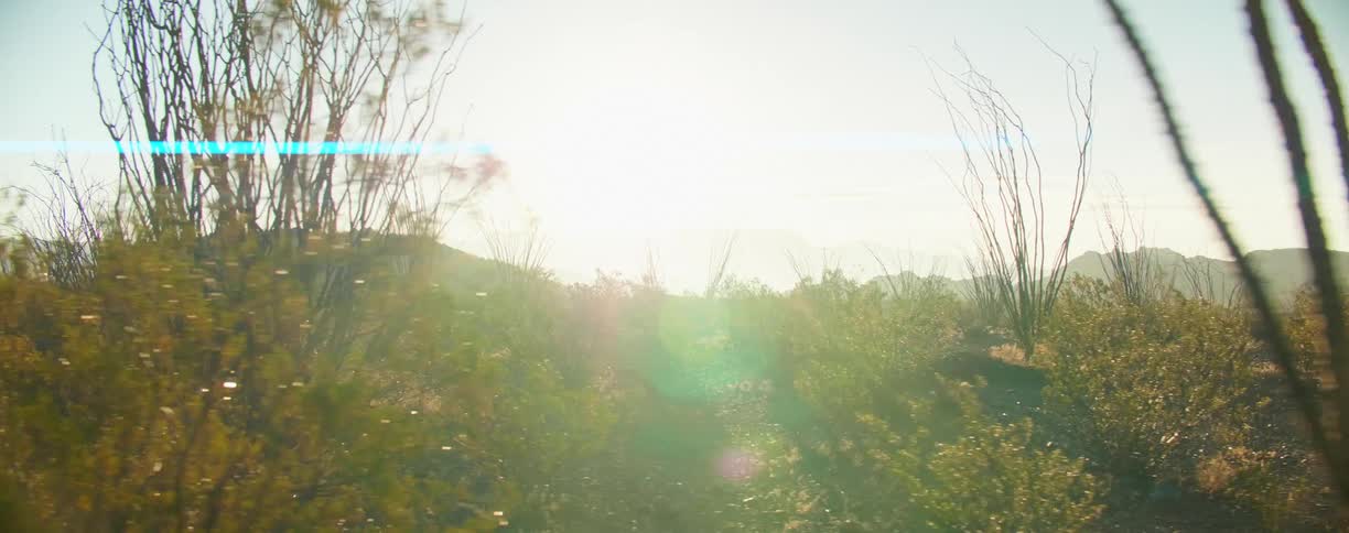 Morning sunlight filters through the bushes in the badlands