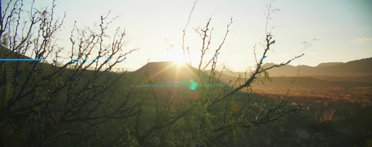 A tree starts to bloom near a hill