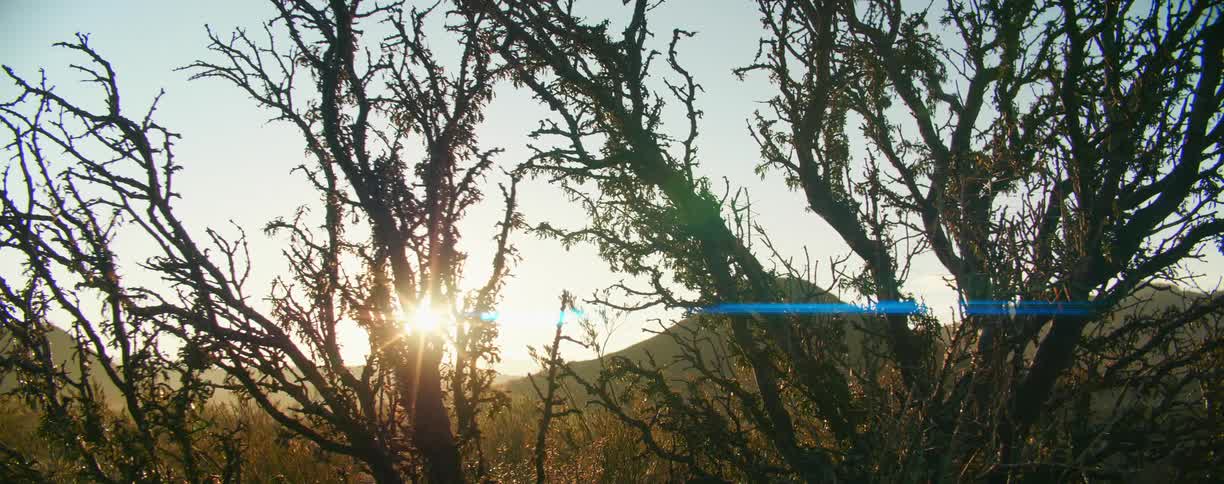 Sunlight shining through the branches of plants in the countryside