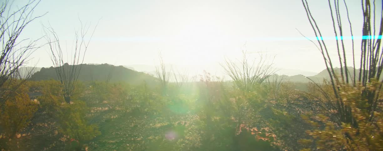 Sunset sunlight filters through the bushes in the desert