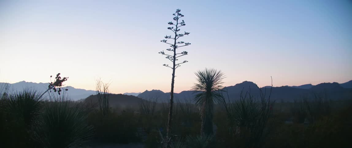 A desert area filled with various plants