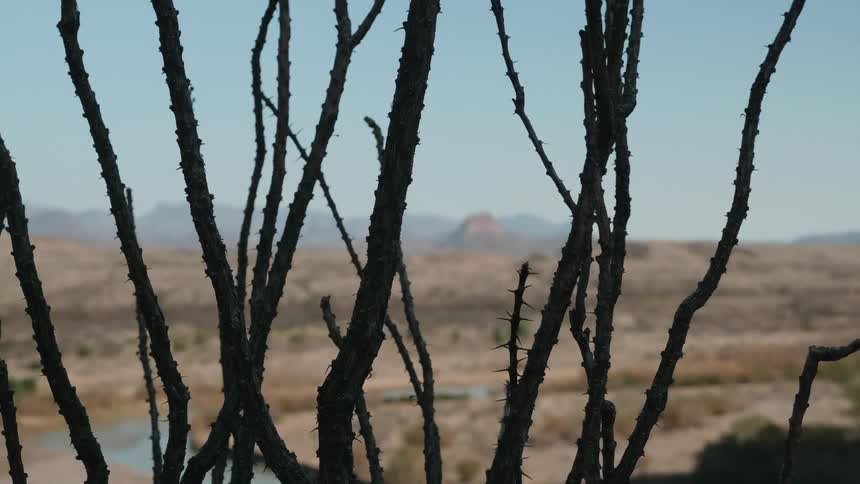 Desert plains seen through the branches of a thorn bush