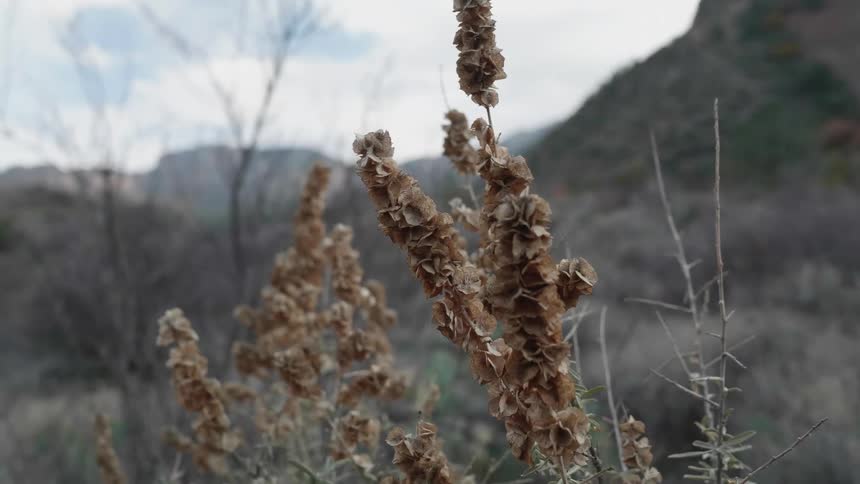 A plant with dead flowers sits in a grassland by a mountain