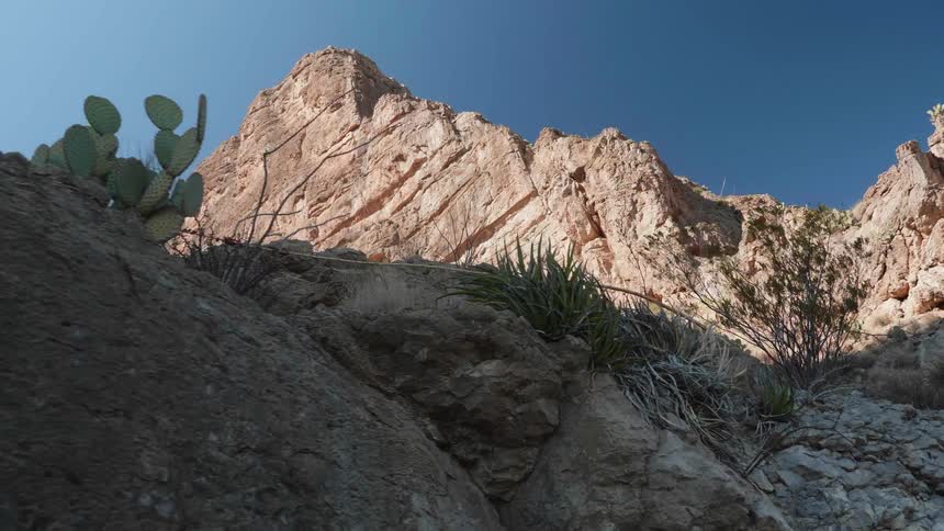 A desert with cactus and other plants with a cliff and the sky in the background