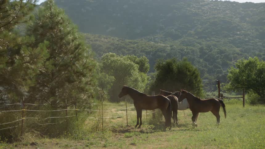 Horses stand in a green field by the barbed wire fence with a mountain in the background