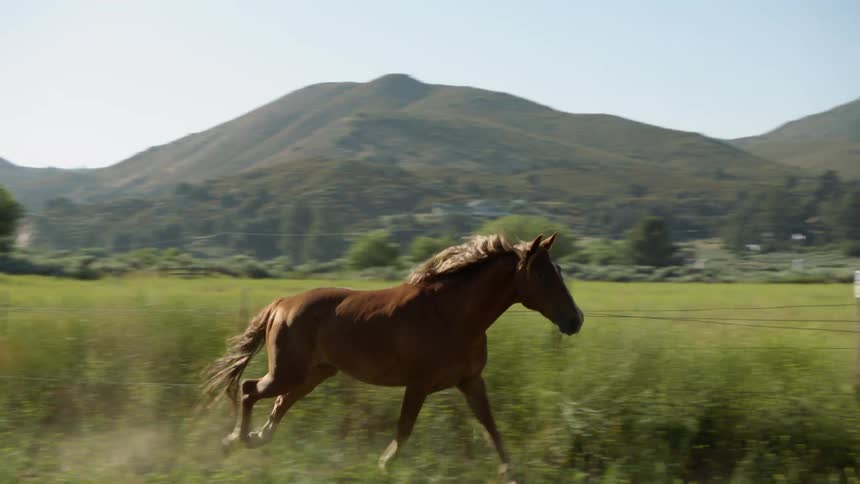 Horses galloping on the green grass plains near the mountains