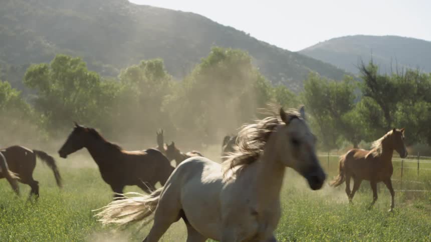 Horses running in a field