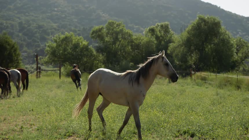 The horses run around in the pasture