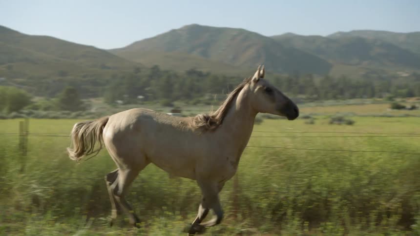 A white horse runs in a green field next to the barbed wire fence with a small town and mountains in the background