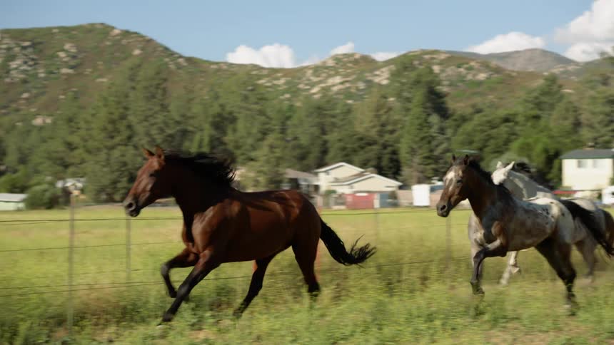 Horses run in a green field next to the barbed wire fence with a small town and mountains in the background