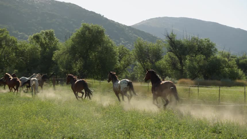 Horse herd runs through pasture near fence kicking up dust as mist covers mountains