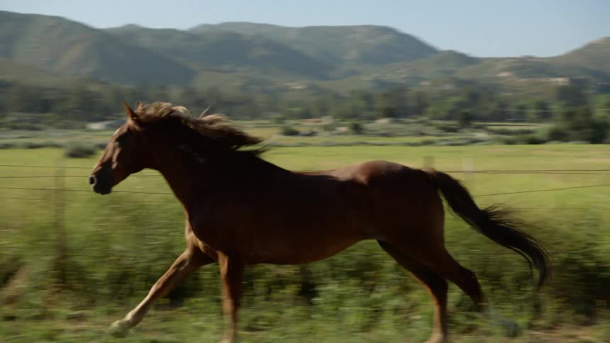 Two horses gallop through a fenced in area in a rural area