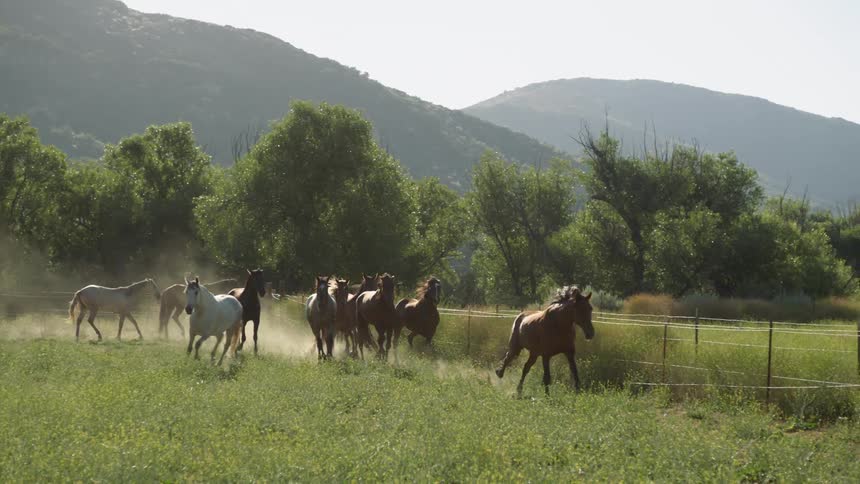 Horses gallop near a fence in a field as mountains sit in the distance
