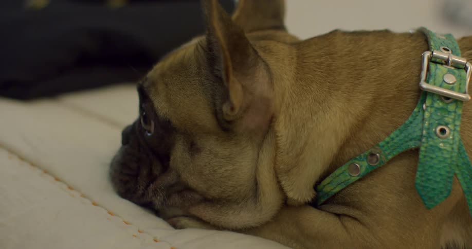 Dog lies on bed wearing green harness and twitching ears