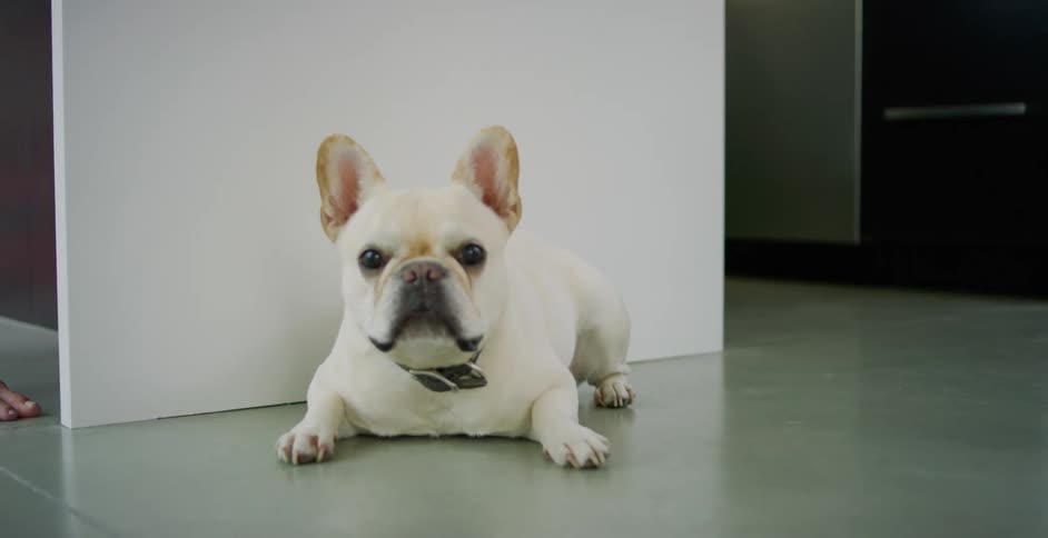Happy dog relaxing on the ground in a kitchen
