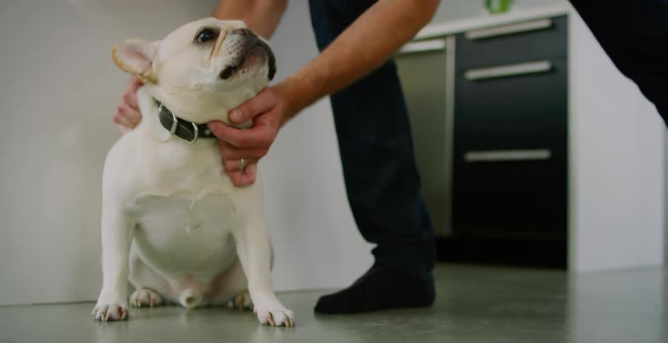 A man approaches a dog and pets its back and chin