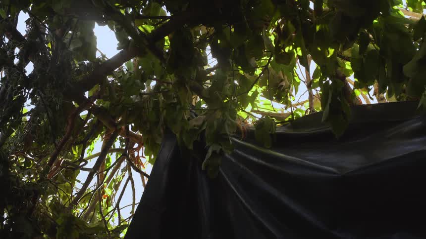 Vegetation covers bamboo structure sheltering stretched canvas