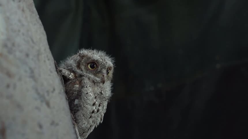 An owl perched on a tree moving its head side to side