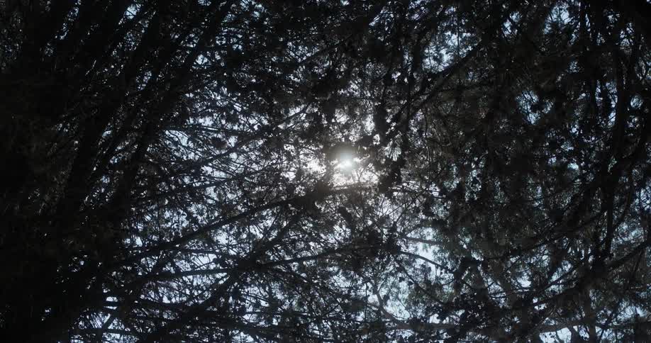 The sun shines through a dense forest canopy