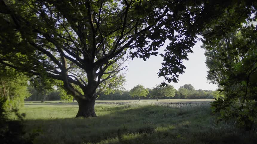 A grassland in the countryside surrounded by trees