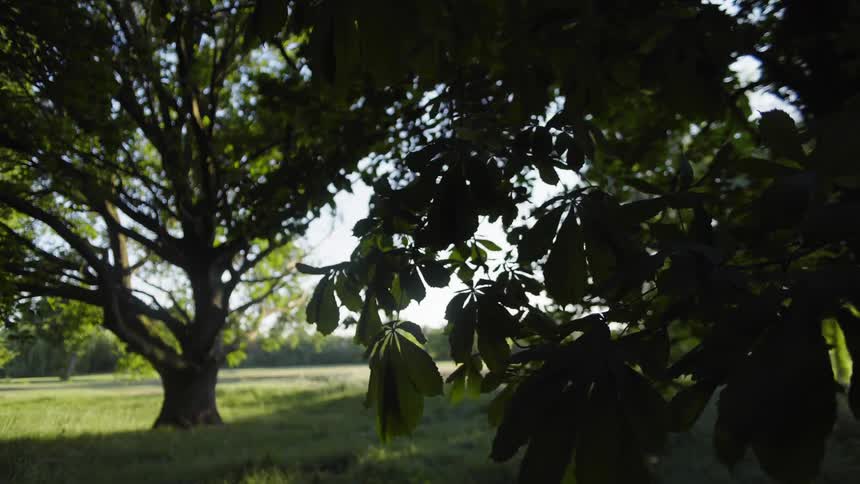 Leaves in the foreground with a tree in the middle of the meadow with trees and the sky in the background