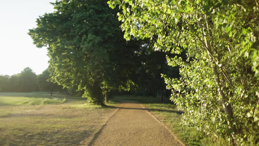 Trees grow alongside a dirt path in a park