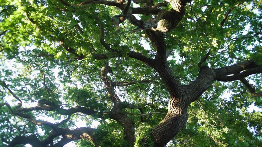The sun shines in on the tree full of leaves